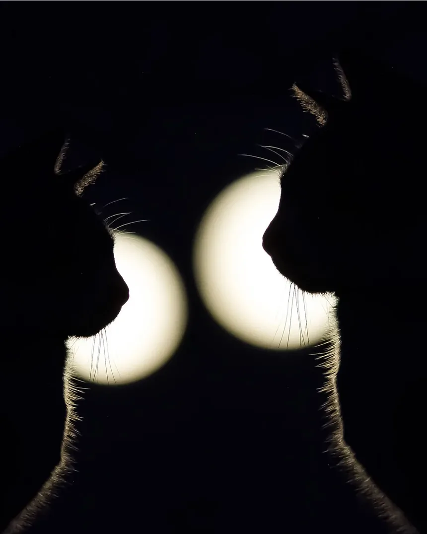 Como Tratar uma Marca de Mordida em um Gato