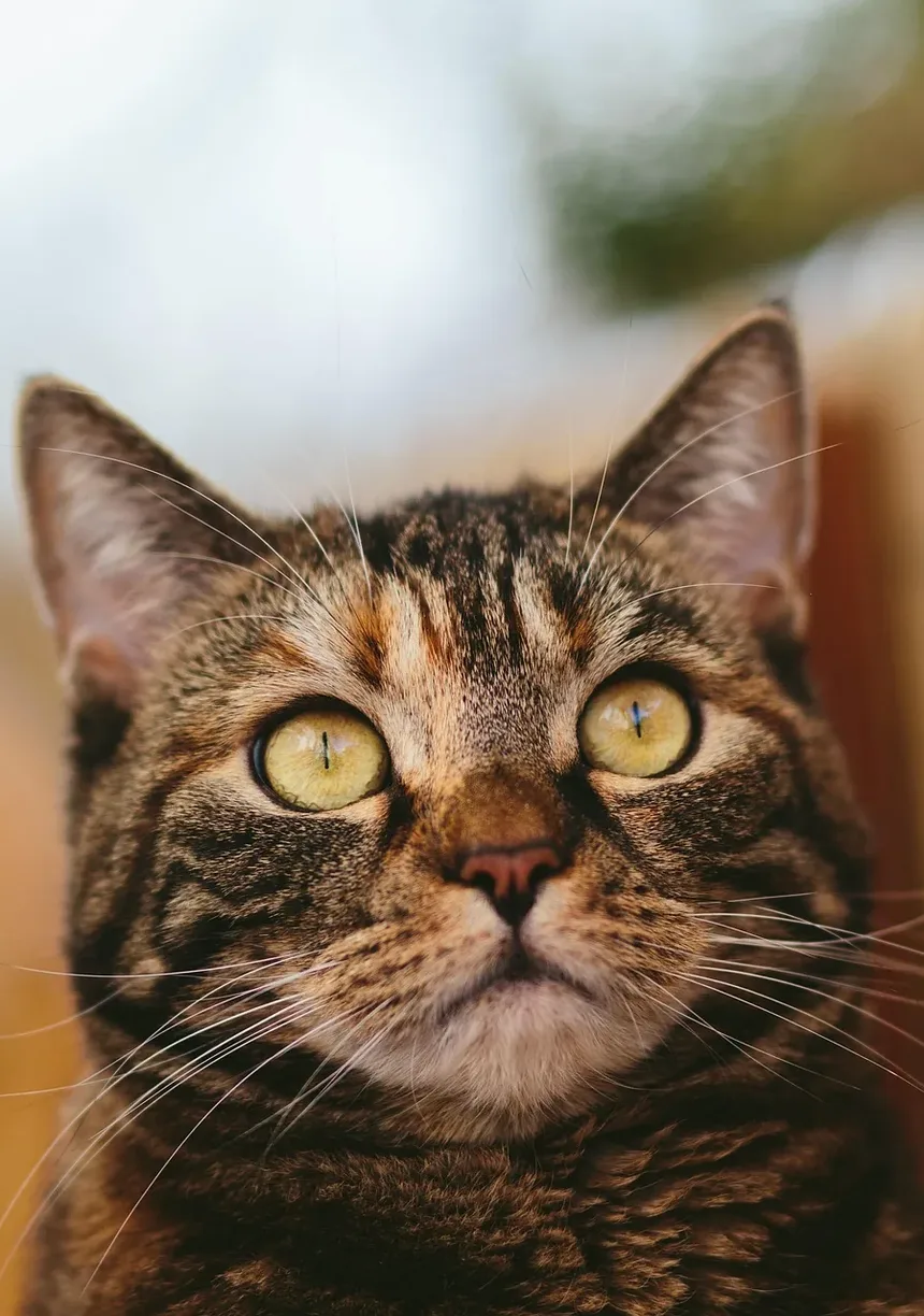 Como Tratar uma Marca de Mordida em um Gato