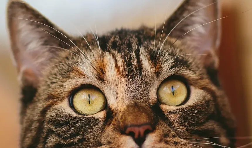 Como Tratar uma Marca de Mordida em um Gato