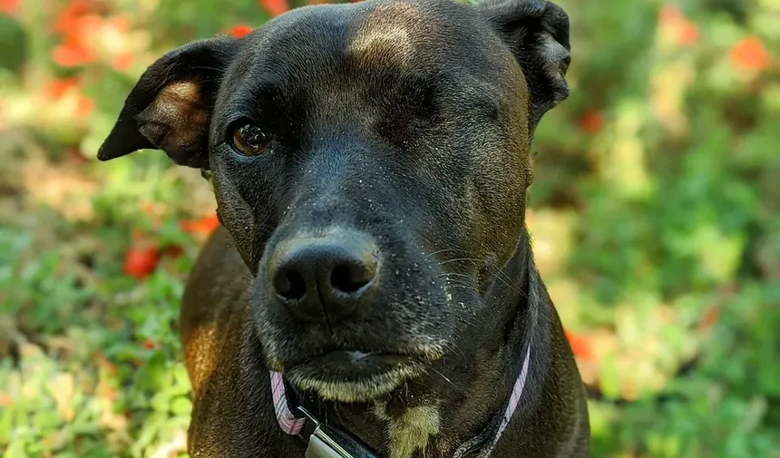Como Tratar uma Ferida de Mordida de Cão em um Gato: Um Guia Completo