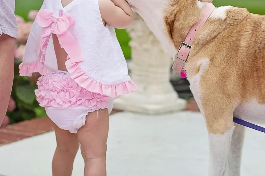 Como Tratar uma Ferida de Mordida de Cão em um Gato: Um Guia Completo