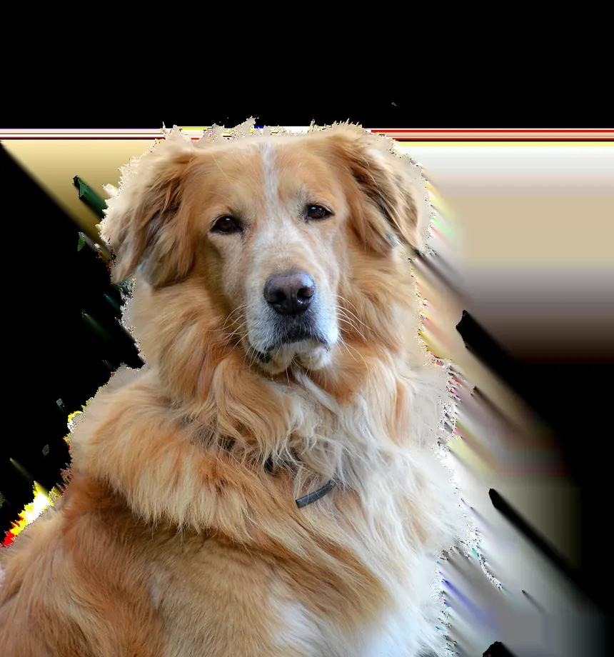 Como Tratar uma Lesão em Cães: Um Guia Completo