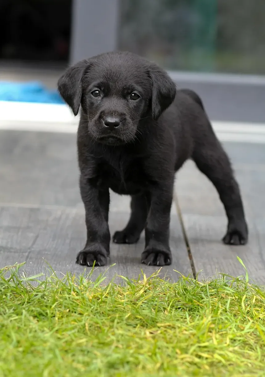 Como Tratar uma Lesão em Cães: Um Guia Completo