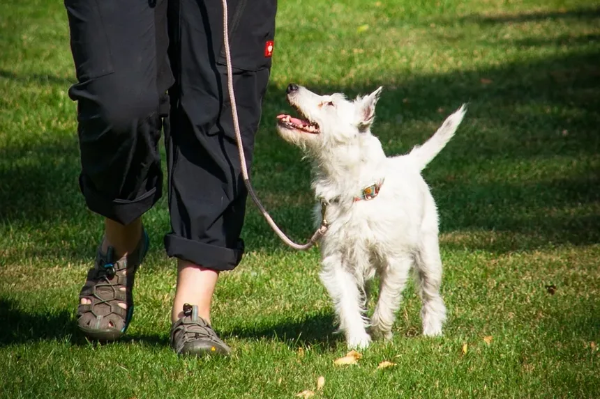 Como Tratar uma Lesão em Cães: Um Guia Completo