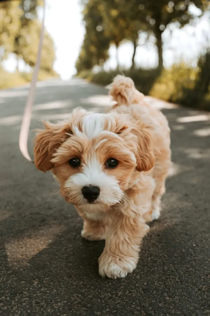 Como Tratar Assaduras na Virilha do Cachorro: Um Guia Completo de Remédios Caseiros