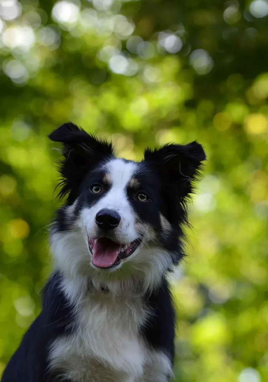 Como Tratar Assaduras na Virilha do Cachorro: Um Guia Completo de Remédios Caseiros