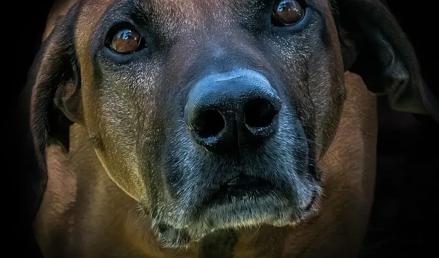 Como Tratar Assaduras na Virilha do Cachorro: Um Guia Completo de Remédios Caseiros