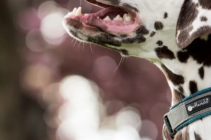 Como Tratar Assaduras na Virilha do Cachorro: Um Guia Completo de Remédios Caseiros