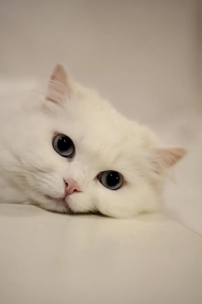 Como Tratar o Olho Machucado de um Gato: Um Guia Completo