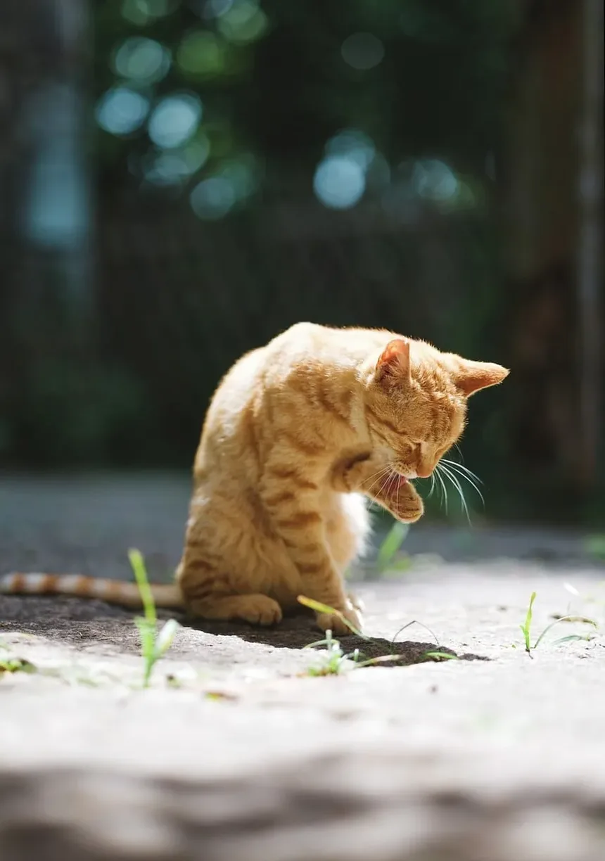 Como Tratar o Olho Machucado de um Gato: Um Guia Completo