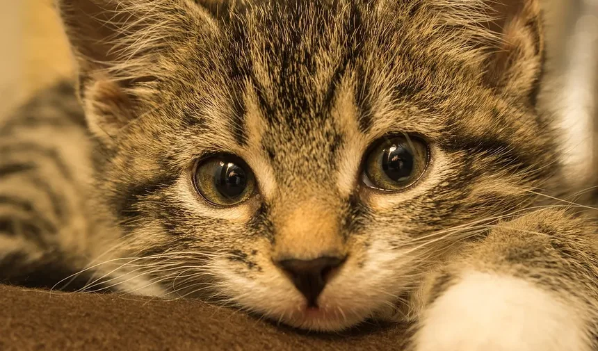 Como Tratar o Olho Machucado de um Gato: Um Guia Completo