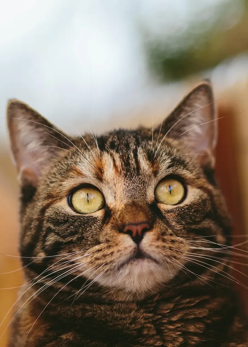 É importante escovar os dentes dos gatos?
