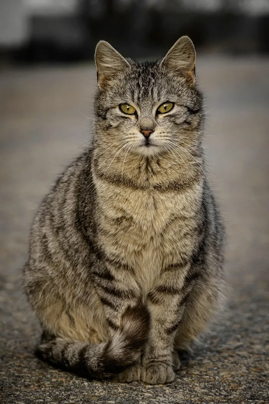 Problemas de Saúde da Raça Gato Siamês: Uma Visão Detalhada