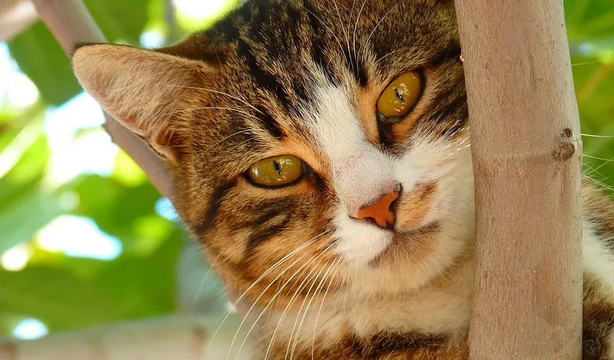 Problemas de Saúde da Raça Gato Siamês: Uma Visão Detalhada