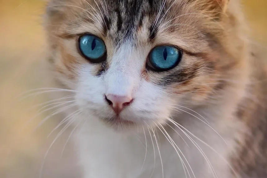Problemas de Saúde da Raça Gato Siamês: Uma Visão Detalhada