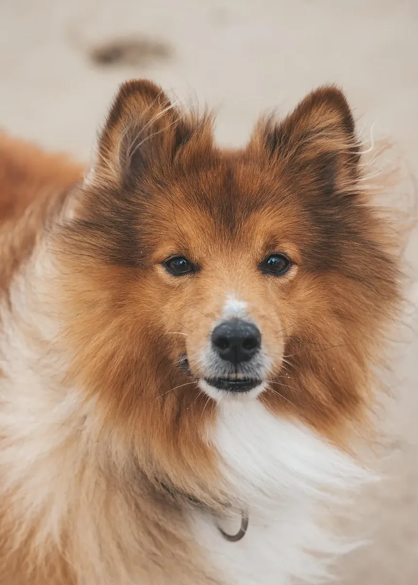 Sinais de que um Cão Foi Envenenado: O que Todo Dono Deve Saber