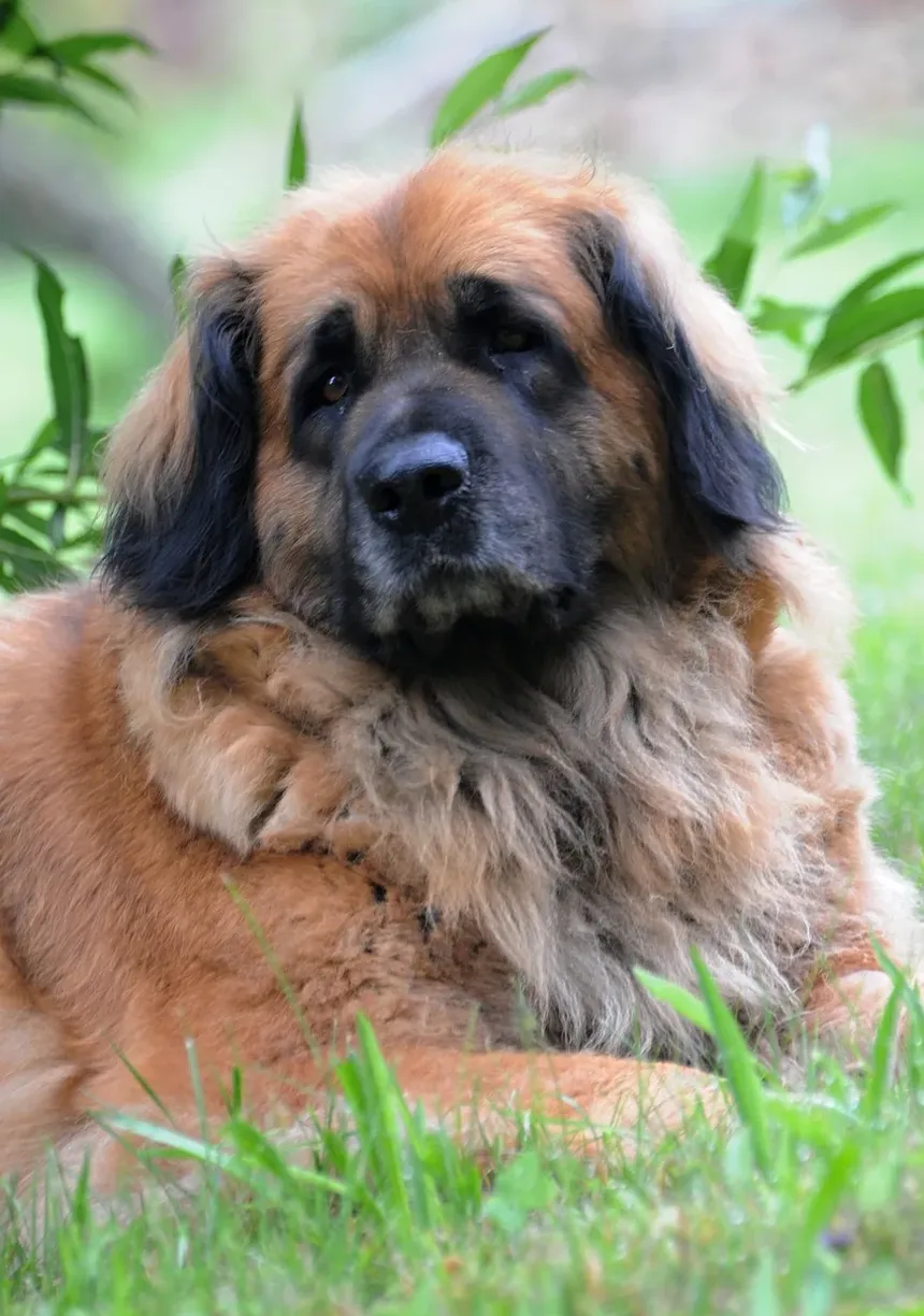 Sinais de que um Cão Foi Envenenado: O que Todo Dono Deve Saber