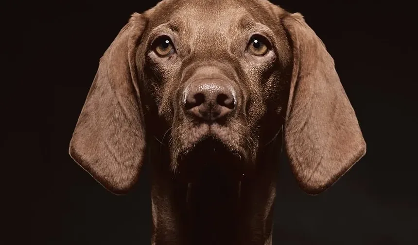 Sinais de que um Cão Foi Envenenado: O que Todo Dono Deve Saber