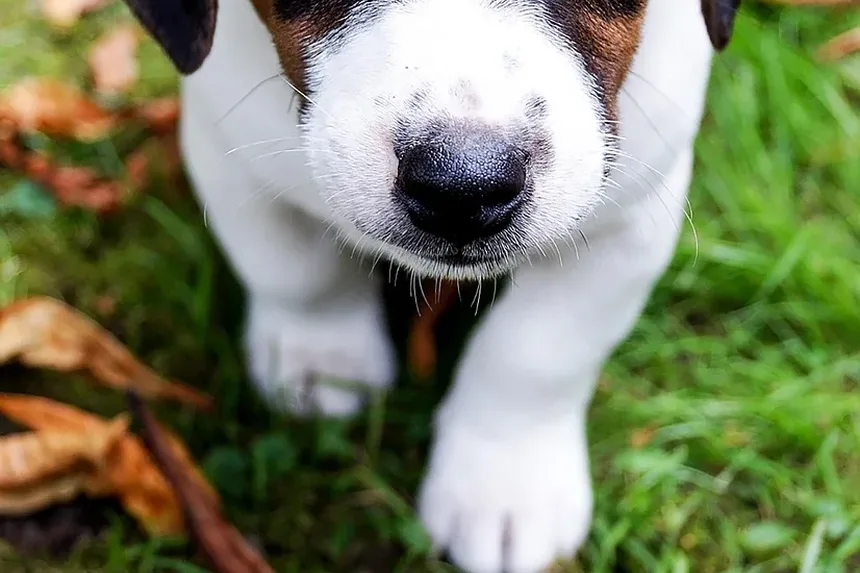 Sinais de Cão Envenenado por Sapo: Como Reconhecer e Agir em Caso de Intoxicação por Veneno de Sapo