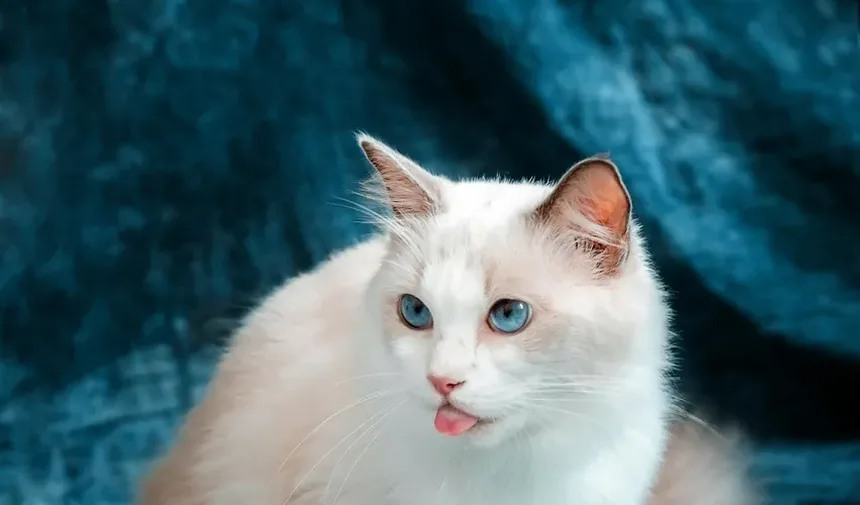 Sinais de Distúrbios Neurológicos nas Patas Traseiras dos Gatos