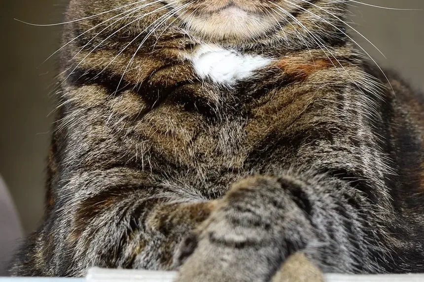 Sinais de Distúrbios Neurológicos nas Patas Traseiras dos Gatos