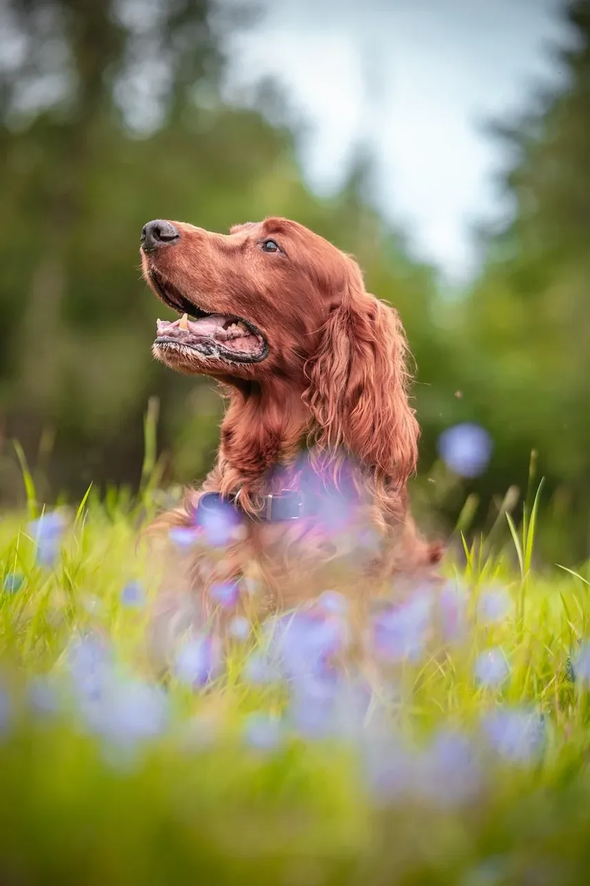 Tratamento de Hot Spots Infectados em Cães: Um Guia Completo