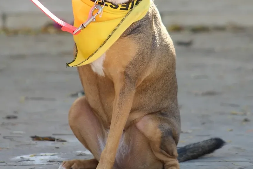 Tratamento de Hot Spots Infectados em Cães: Um Guia Completo