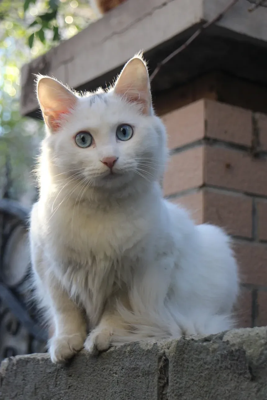 Quais Vacinas Meu Gato Precisa aos 1 Ano de Idade?