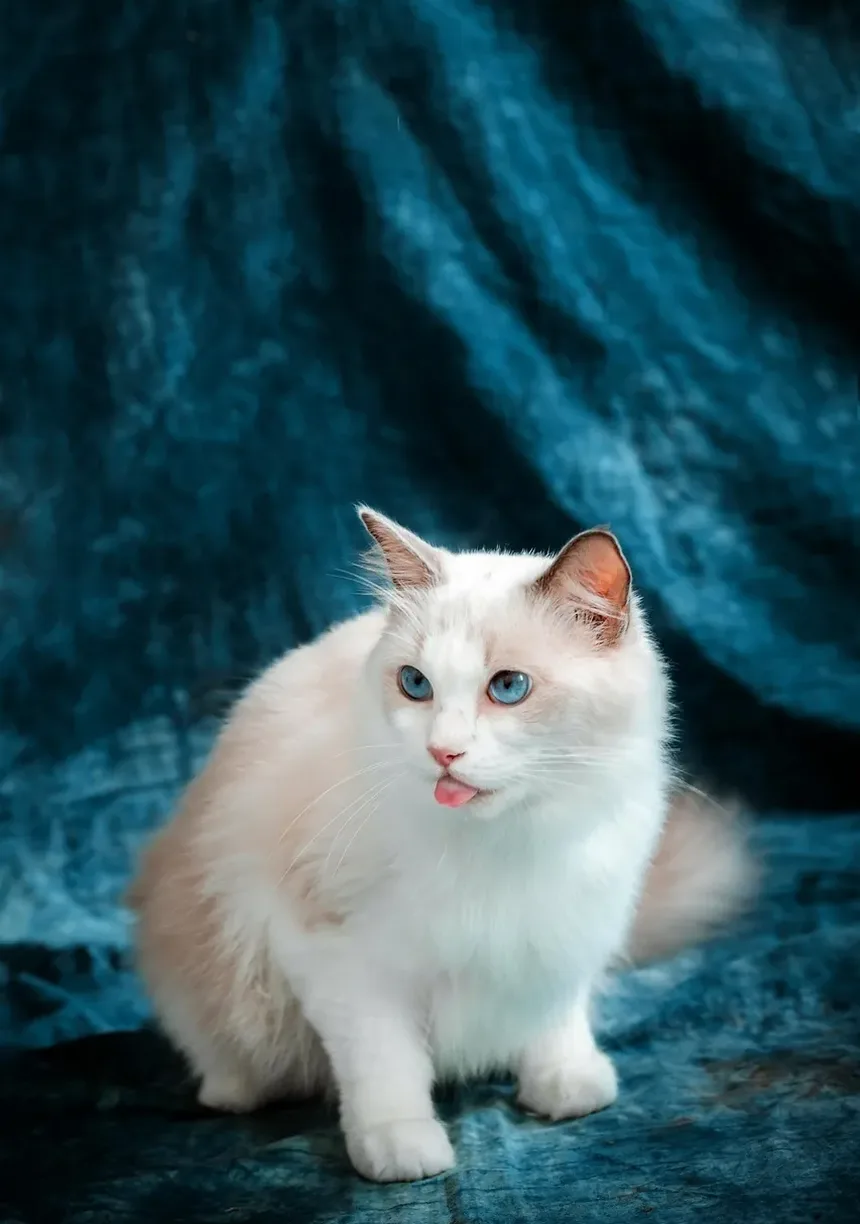 Quais Vacinas Meu Gato Precisa aos 1 Ano de Idade?