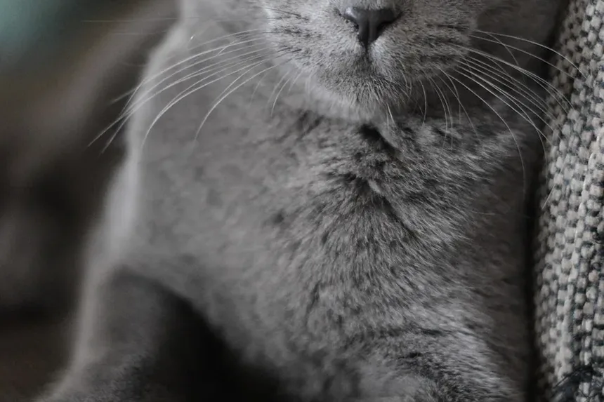 Quais Vacinas Meu Gato Precisa aos 1 Ano de Idade?