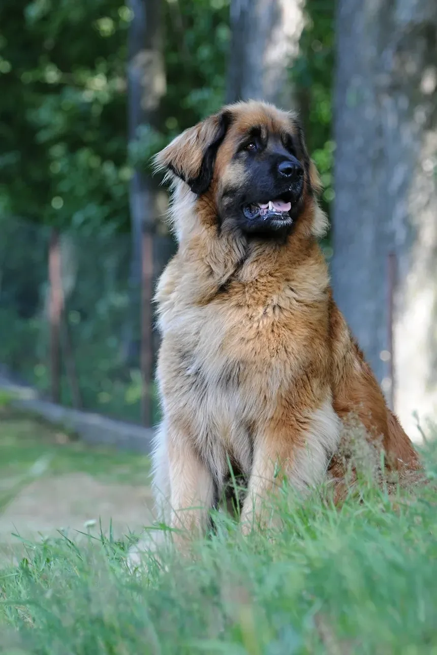 O Que Fazer Se Meu Cão Está Defecando Sangue e Com Diarreia