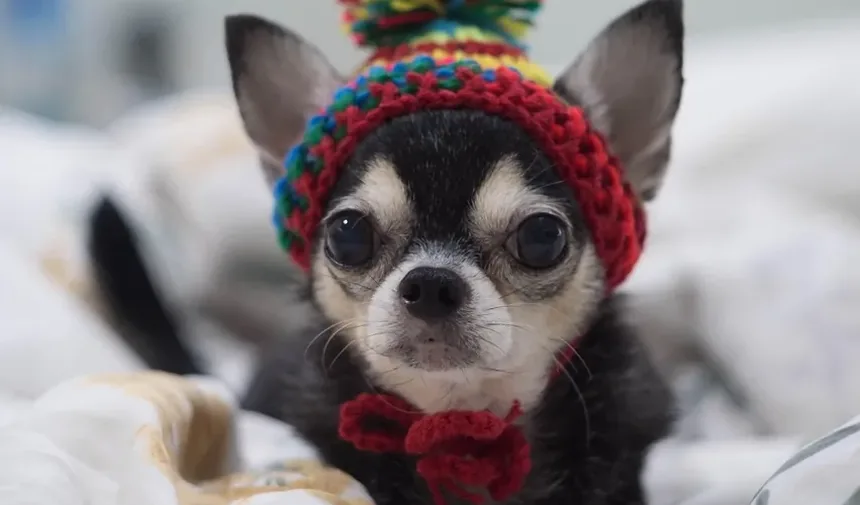 O Que Fazer Se Meu Cão Está Defecando Sangue e Com Diarreia