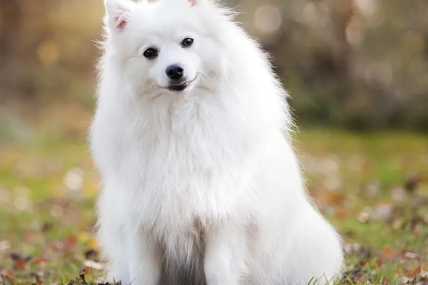 O Que Fazer Se Meu Cão Está Defecando Sangue e Com Diarreia