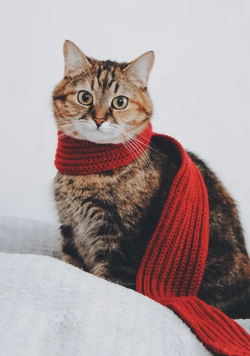 O Que Fazer Se a Pata do Seu Gato Estiver Sangrando: Um Guia Completo