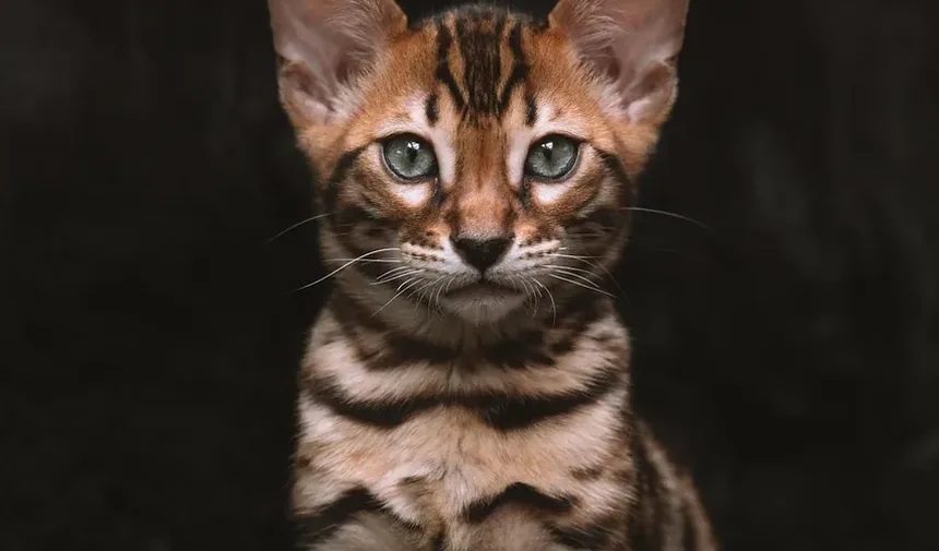 O Que Fazer Se a Pata do Seu Gato Estiver Sangrando: Um Guia Completo