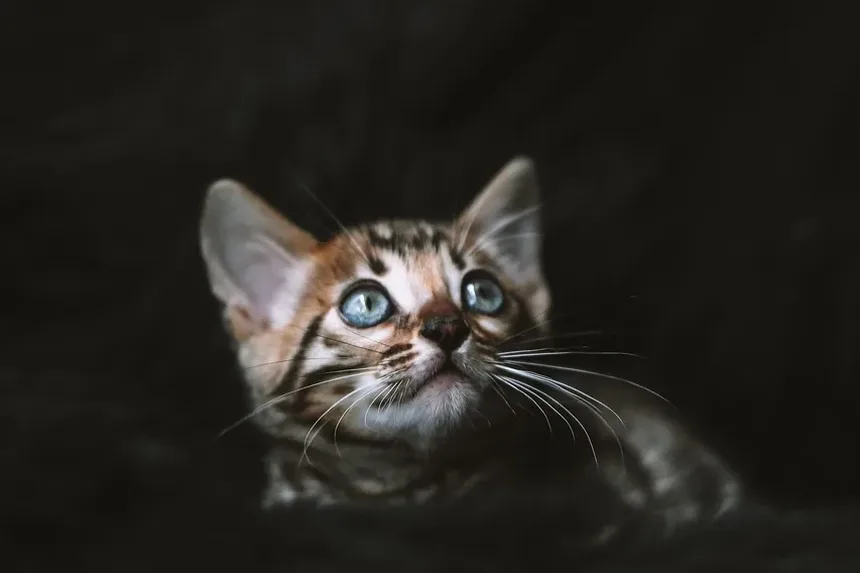O Que Fazer Se a Pata do Seu Gato Estiver Sangrando: Um Guia Completo