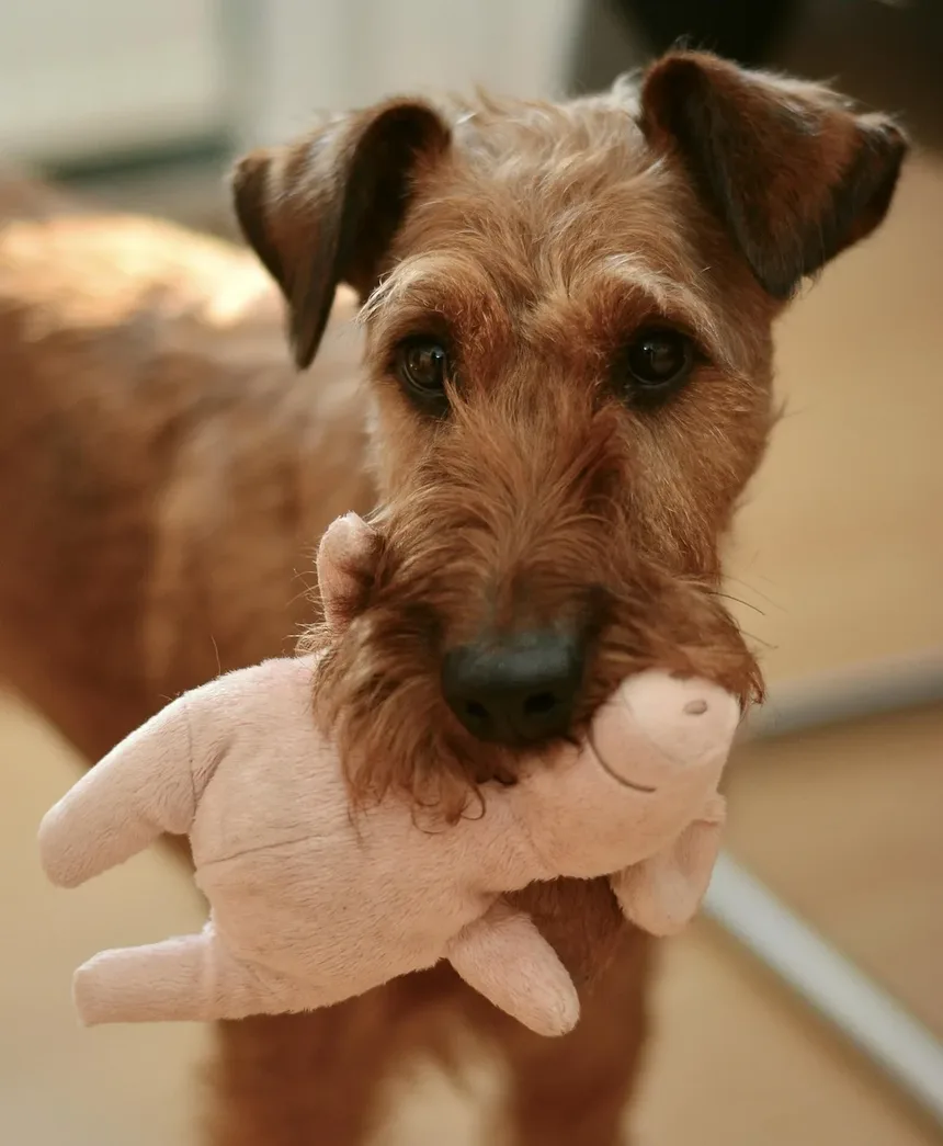 Qual é a Melhor Maneira de Apresentar um Filhote a Outro Cão?