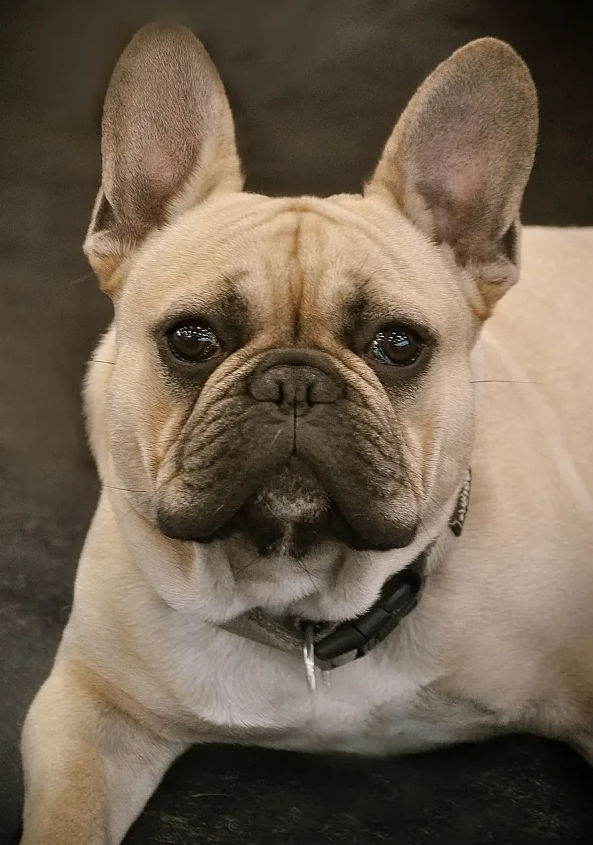 Qual é a Melhor Maneira de Apresentar um Filhote a Outro Cão?