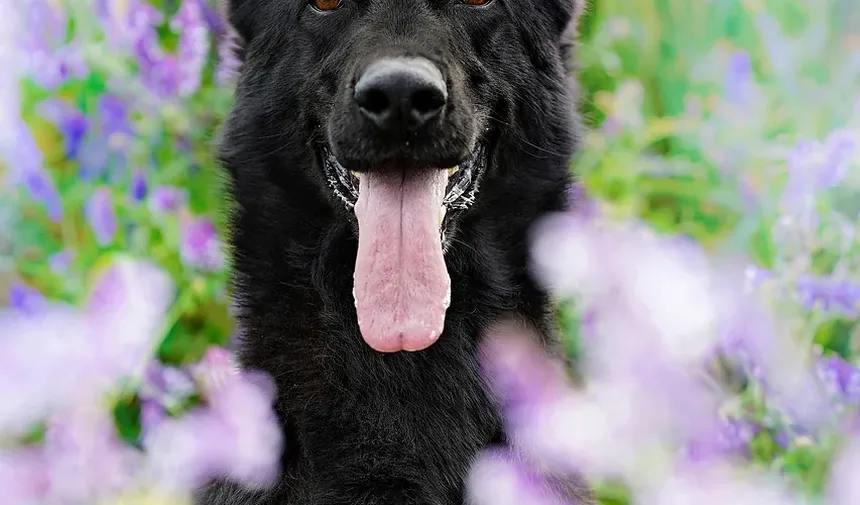 Qual é a Melhor Maneira de Apresentar um Filhote a Outro Cão?