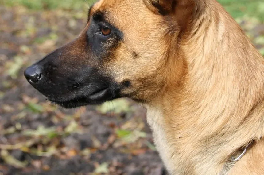 Qual é a Melhor Maneira de Apresentar um Filhote a Outro Cão?
