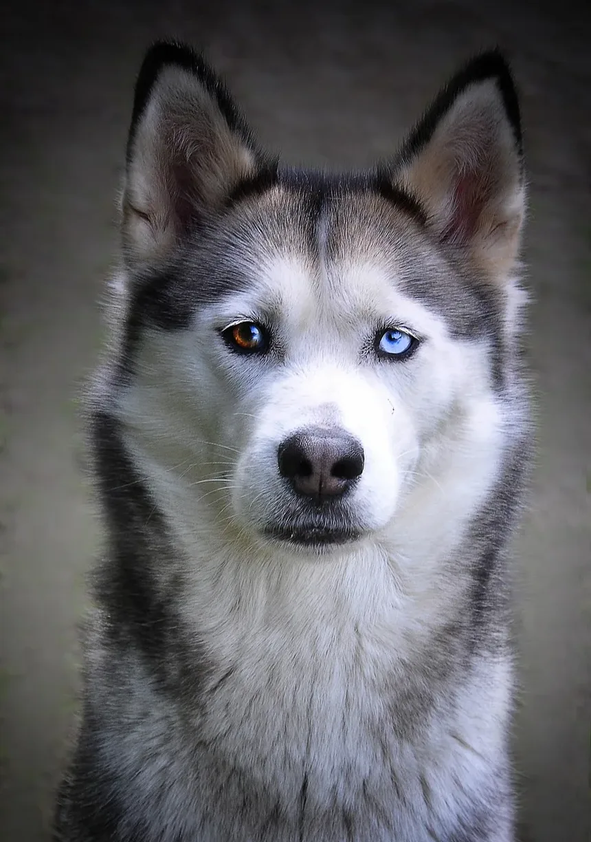 Por Que Minha Gata Persegue o Próprio Rabo Como um Cachorro?