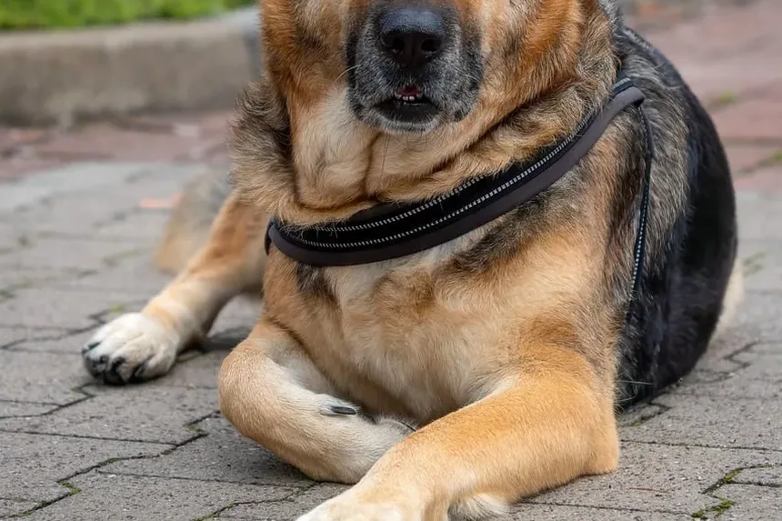 Por Que Minha Gata Persegue o Próprio Rabo Como um Cachorro?
