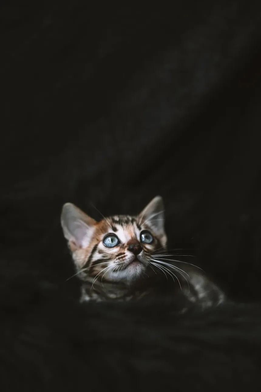 Por Que Minha Gata Mia Alto à Noite Quando Está no Cio?