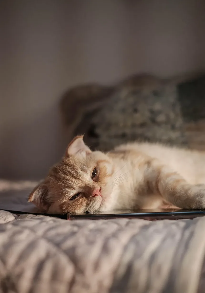 Por Que Minha Gata Mia Alto à Noite Quando Está no Cio?