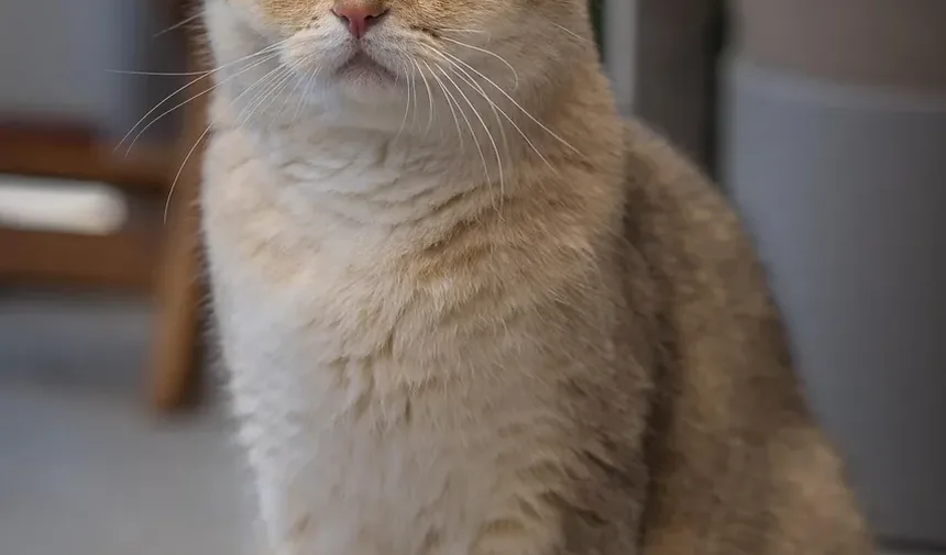 Por Que Minha Gata Mia Alto à Noite Quando Está no Cio?