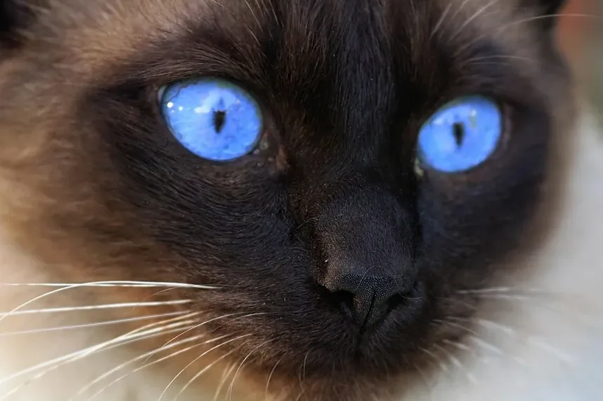 Por Que Minha Gata Mia Alto à Noite Quando Está no Cio?