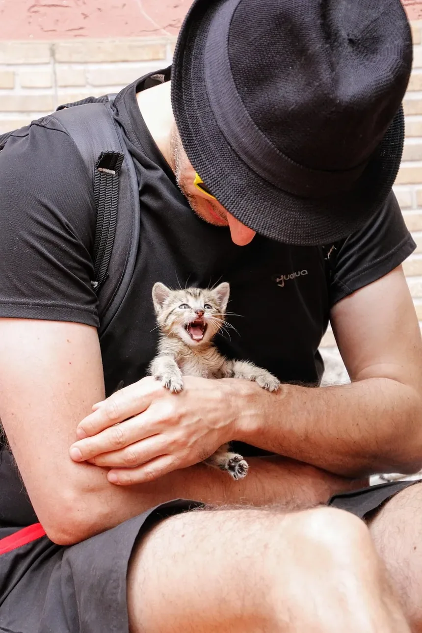 Por que minha gata grávida continua miando à noite?