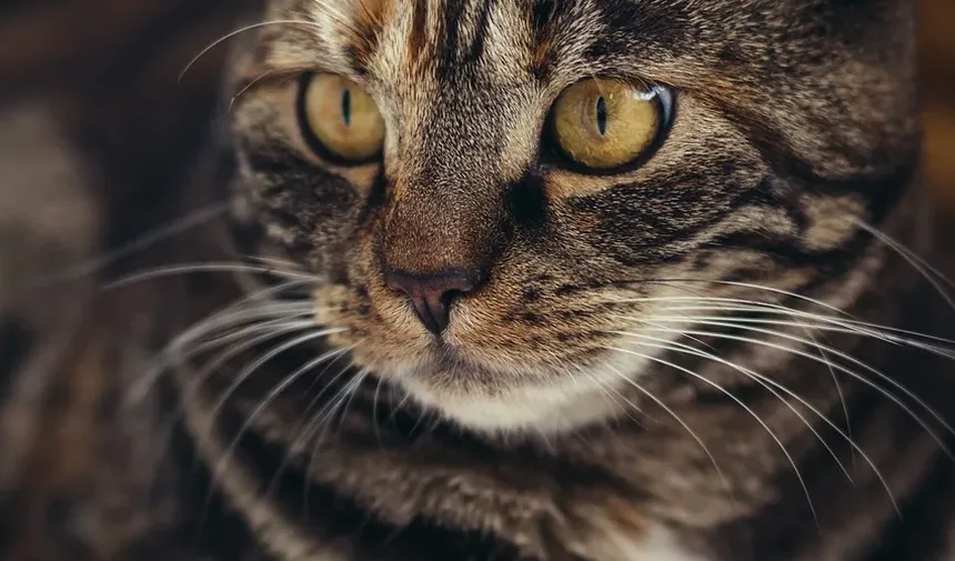 Por que minha gata grávida continua miando à noite?