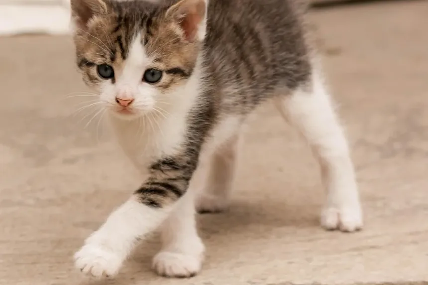 Por que minha gata grávida continua miando à noite?