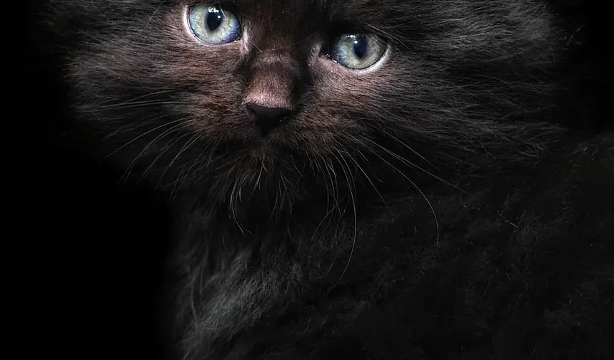 Por que meu gato está vomitando e com diarreia, mas agindo normalmente?